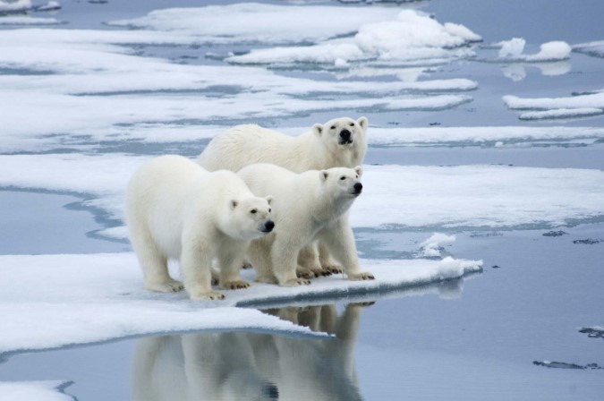 Biến đổi khí hậu có thể làm tăng nguy cơ lây lan virus ở Bắc Cực