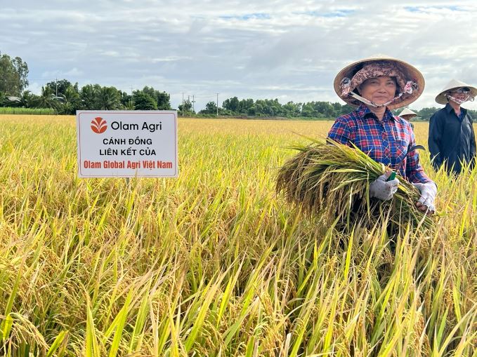 Cánh đồng của HTX Cây Trôm liên kết với doanh nghiệp sản xuất lúa chất lượng cao