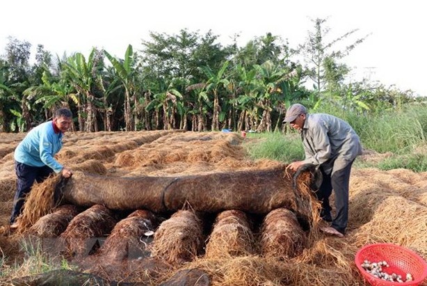 Tái sử dụng rơm rạ, gia tăng giá trị cây lúa ở Đồng bằng sông Cửu Long - 2
