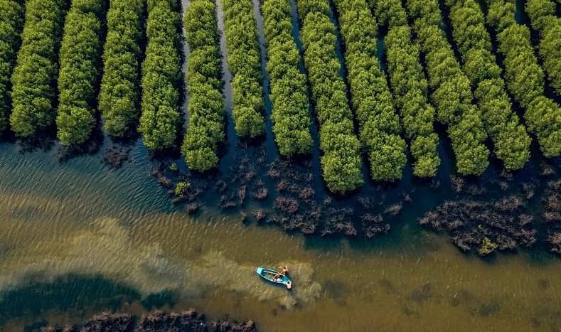 Diện tích rừng ngập mặn ở Việt Nam đang bị thu hẹp nghiêm trọng