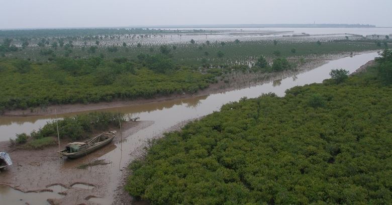 Một góc Rừng ngập mặn Vườn quốc gia Xuân Thủy (Nam Định)