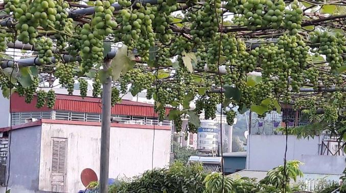 Vườn nho trên sân thượng rộng 35m2 của một gia đình ở thành phố Lai Châu cho sản lượng ước đạt 2 tạ