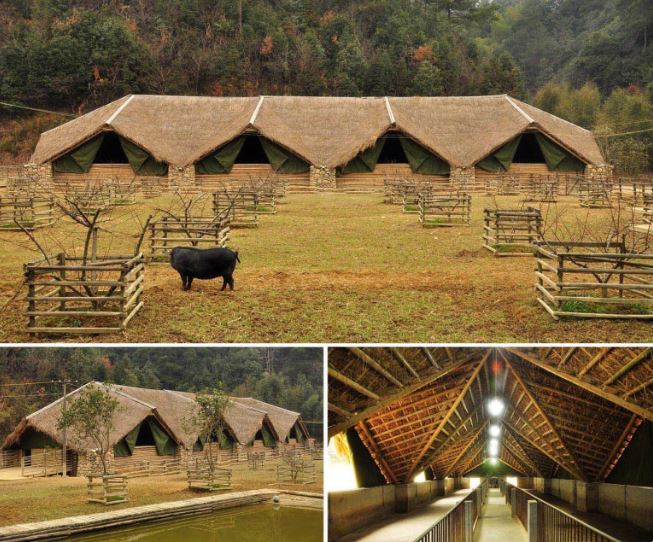 Khu trại nuôi lợn với kết cấu và hình dáng ấn tượng