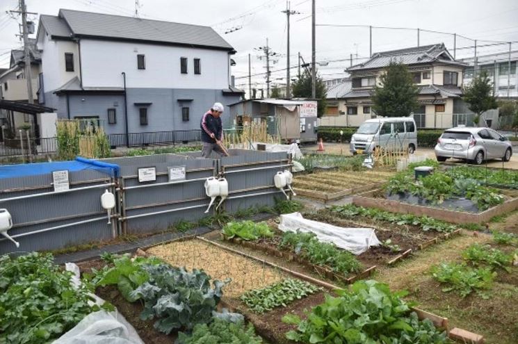 Người dân địa phương thuê đất của một công ty ở phường Naka, thành phố Sakai, tỉnh Osaka (Nhật Bản) để canh tác.