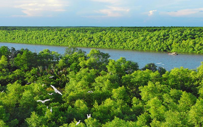 Rừng ngập mặn Cần Giờ được mệnh danh là khu rừng ngập mặn đẹp nhất của khu vực Đông Nam Á.