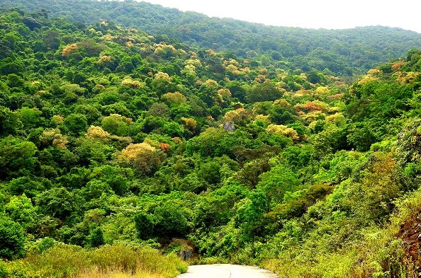 Đặc điểm rừng rậm nhiệt đới của Việt Nam