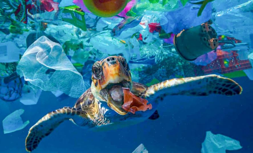 Một chú rùa đại dương bị rác thải nhựa bao vây. Ảnh: ITN