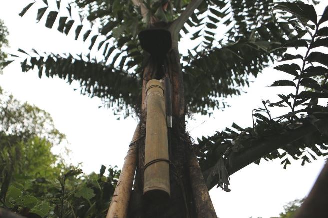 Tr'đin - loài cây bản địa của đồng bào Cơ tu Tây Giang trở thành cây sinh kế bền vững