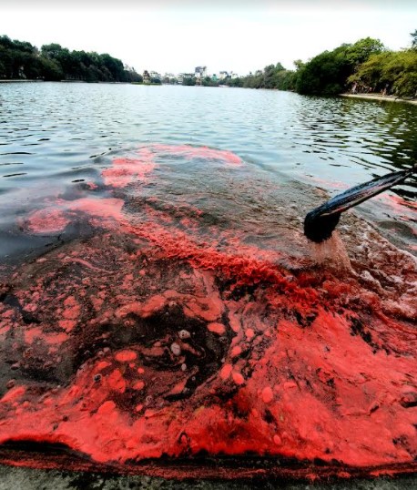  Nước Hồ Gươm ô nhiễm bởi váng sơn đỏ - Ảnh 1