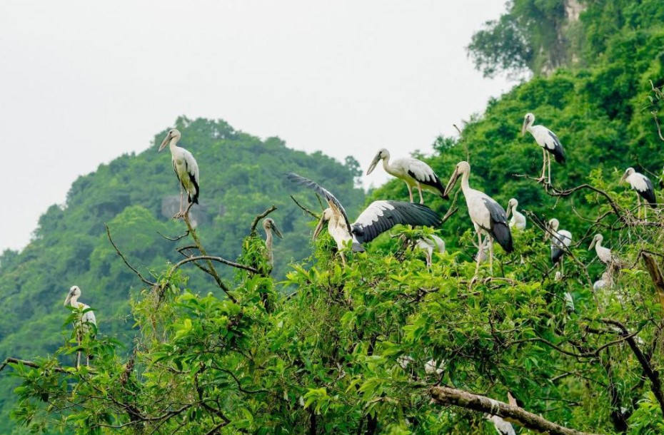 Khám phá Thung Nham - xứ sở của các loài chim tại Ninh Bình - Ảnh 3