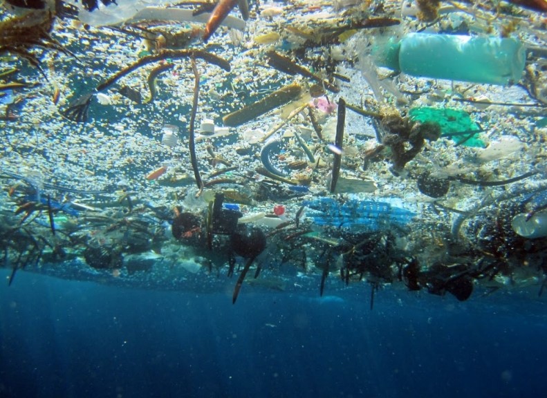 Khối lượng nhựa trên trái đất ngày nay đã gấp 4 lần khối lượng của tất cả loài động vật sống
