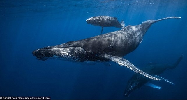 Một con cá voi có giá trị bằng cả ngàn cây xanh trong việc loại bỏ CO2