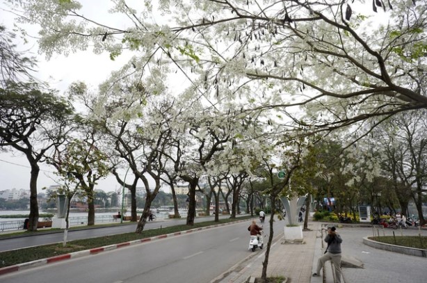 Nhìn những hàng cây đẹp ngỡ ngàng của Hà Nội, nghĩ đến quy hoạch cây xanh đô thị - Ảnh 4