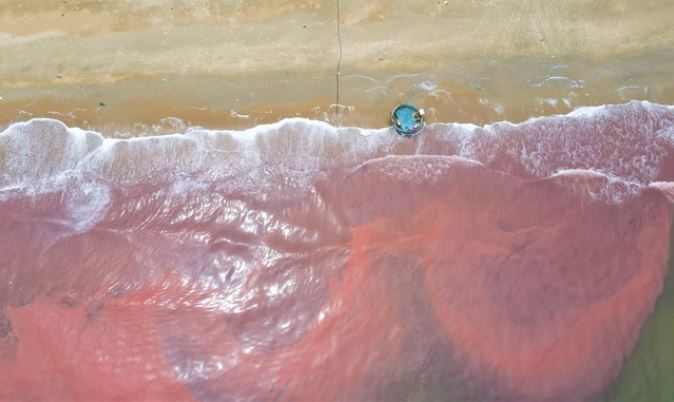 Hiện tượng nước biển có màu đỏ sẫm xảy ra ở vùng biển gần bờ, kéo dài khoảng 3km từ khu vực thuộc xã Cẩm Nhượng đến thị trấn Thiên Cầm