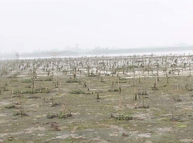 Rừng ngập mặn của Việt Nam đã mất đến 70% 
