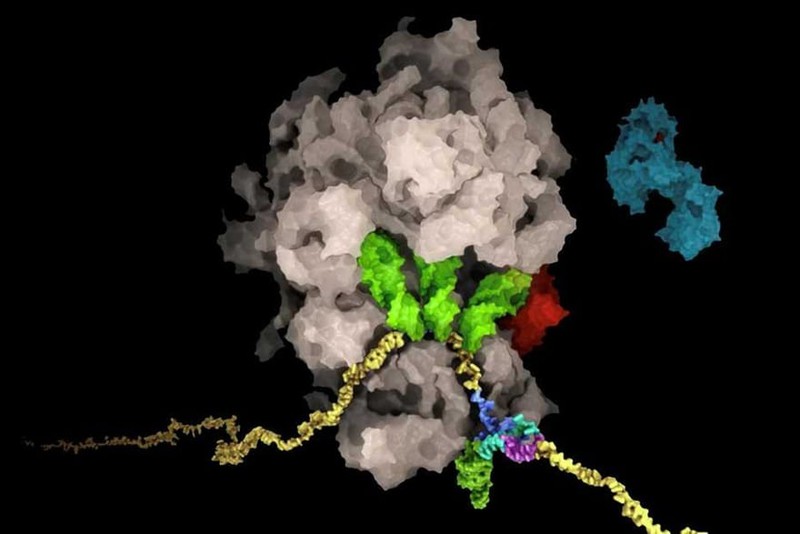 Giới khoa học Thụy Sĩ tìm ra 'tử huyệt' của virus SARS-CoV-2