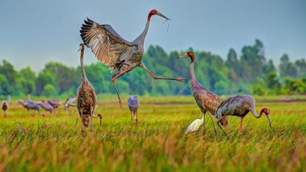 Việt Nam sở hữu 63 vùng chim quan trọng toàn cầu - Ảnh 2