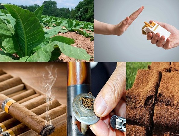 Sản xuất thuốc lá thải ra môi trường 80 triệu tấn carbon dioxide mỗi năm