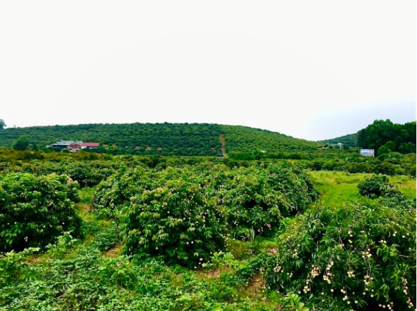 Thăm thủ phủ vải Thiều sớm được mùa ở huyện Tân Yên, tỉnh Bắc Giang - Ảnh 1