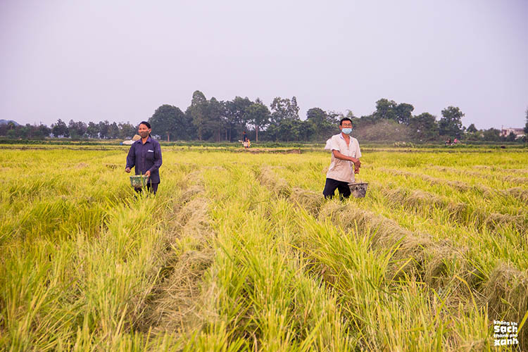 Xử lý rơm rạ bằng cách rắc chế phẩm sinh học tại ruộng