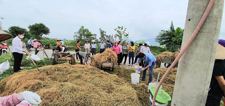 Tập huấn xử lý rơm rạ thành phân hữu cơ tại huyện Sóc Sơn