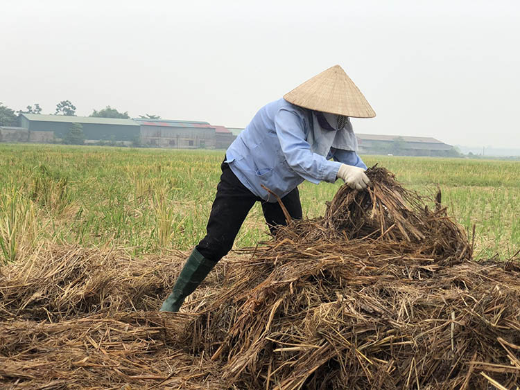 Cô Trần Thị Thao - Thôn Mai Đoài, Mai Đình, Sóc Sơn đảo trộn rơm ủ tại cánh đồng 