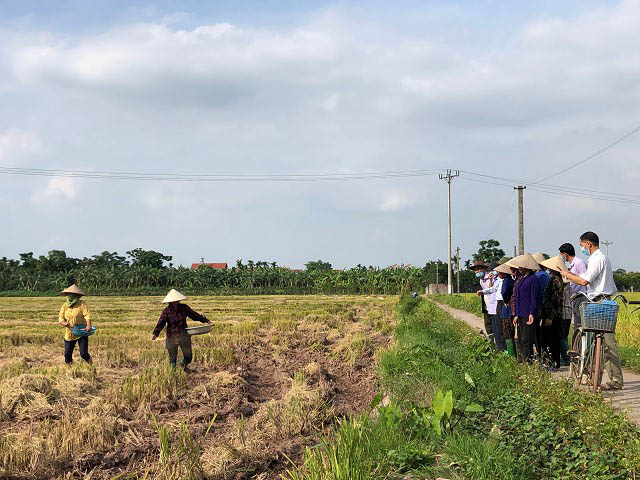 Nông dân huyện Đan Phượng rắc chế phẩm sinh học xử lý rơm rạ sau thu hoạch