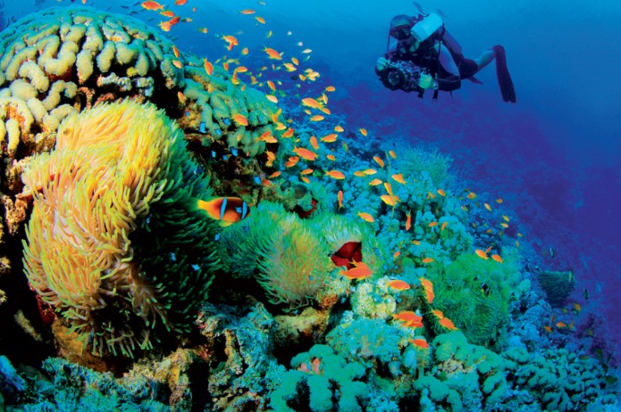 Vùng biển Việt Nam có gần 12.000 loài sinh vật biển