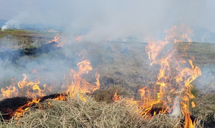 Phụ phẩm rơm rạ bị đốt bỏ tại cánh đồng gây lãng phí và ô nhiễm môi trường