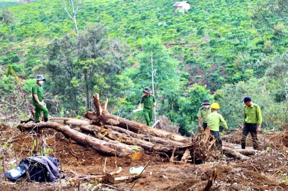 Tội hủy hoại rừng có thể bị phạt 15 năm tù
