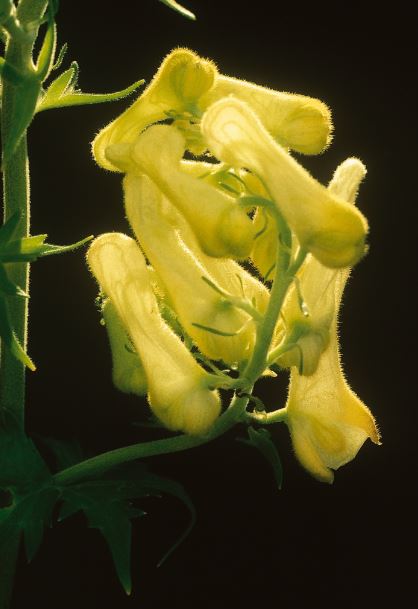 Aconitum lycoctonum – Chi ô đầu