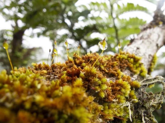 Rêu Macromitrium microstomum được tìm thấy trên khắp New Zealand, chúng sinh trưởng trên thân hoặc cành cây có vỏ nhẵn hoặc trên đá