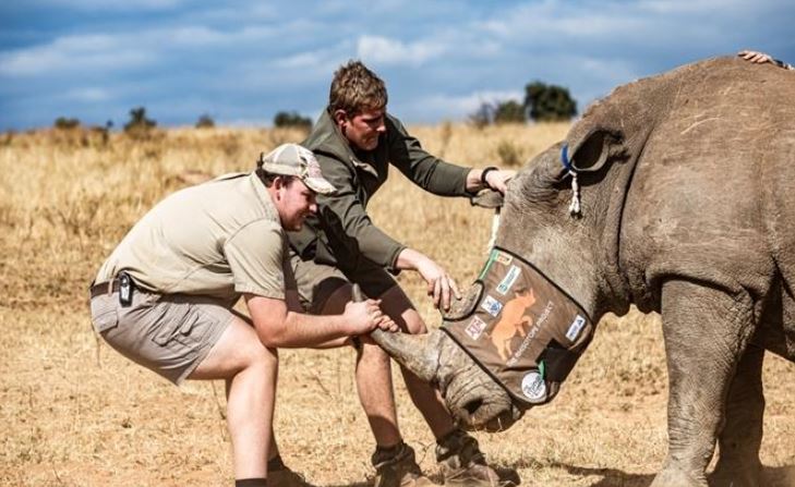 Các nhà nghiên cứu Nam Phi vừa triển khai dự án Rhisotope đưa đồng vị phóng xạ liều thấp vào cơ thể 20 con tê giác sống để ngăn chặn nạn săn trộm