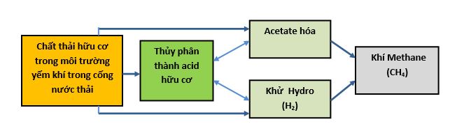 Hình 1 – Quá trình phân hủy yếm khí tạo ra CH4 