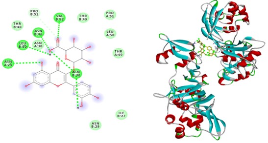 Hình 2. Mô hình liên kết giữa Endonuclease:Quercetin-3-vicianoside