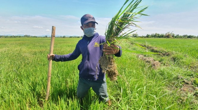 Ông Đinh Đông (trú phường Điện Nam Đông, thị xã Điện Bàn) cho biết, nếu trong 5 ngày tới nếu không có nước về thì toàn bộ 25ha lúa của gia đình xem như mất trắng. Ảnh: L.K.