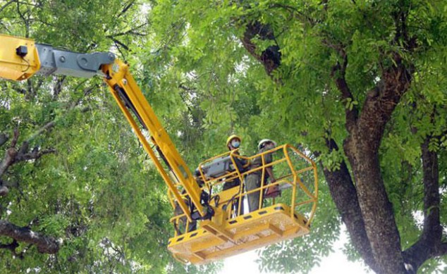 Công nhân Công ty TNHH một thành viên Công viên cây xanh Hà Nội cắt tỉa cây trên tuyến phố Hoàng Diệu (quận Ba Đình).
