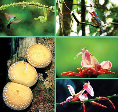 Khám phá hệ sinh thái đa dạng của Vườn quốc gia Cát Tiên-Ảnh 7