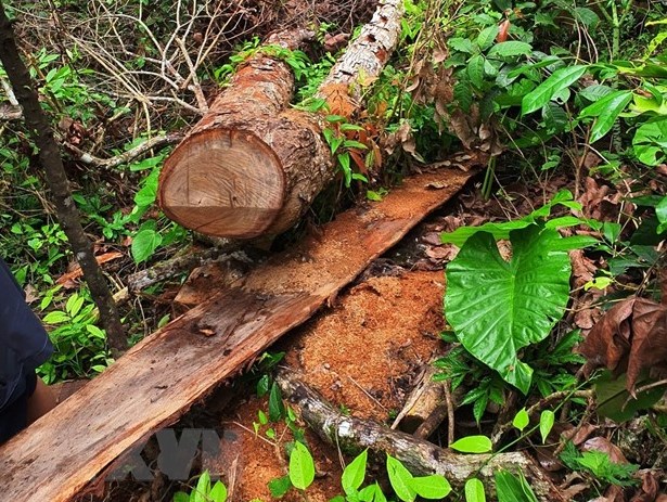 Khởi tố vụ án phá rừng lớn nhất Hà Giang