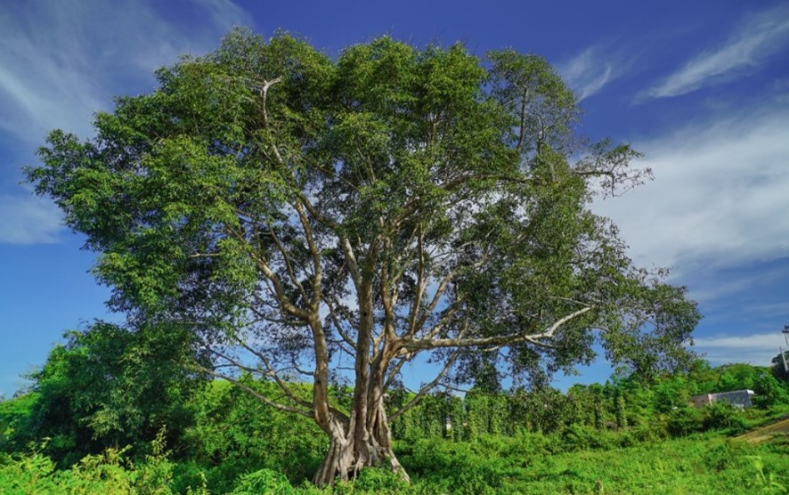Một cây thiêng trong tâm niệm của những người dân thuộc Công viên địa chất Đắk Nông