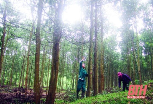 Mô hình chuyển hóa rừng trồng gỗ nhỏ thành rừng gỗ lớn tại xã Xuân Thái (Như Thanh).