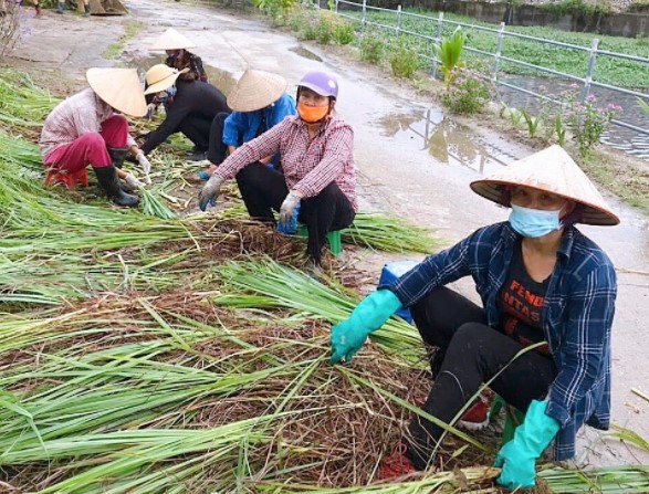 Chi hội Phụ nữ khu 1, phường Hà Tu (TP Hạ Long) thu hoạch cây sả.