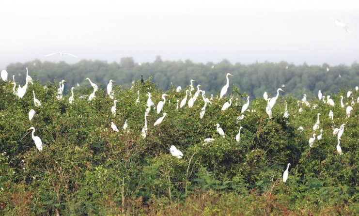 Loài chim di cư đậu kín cả một vạt rừng tại Khu bảo tồn đất ngập nước Láng Sen.