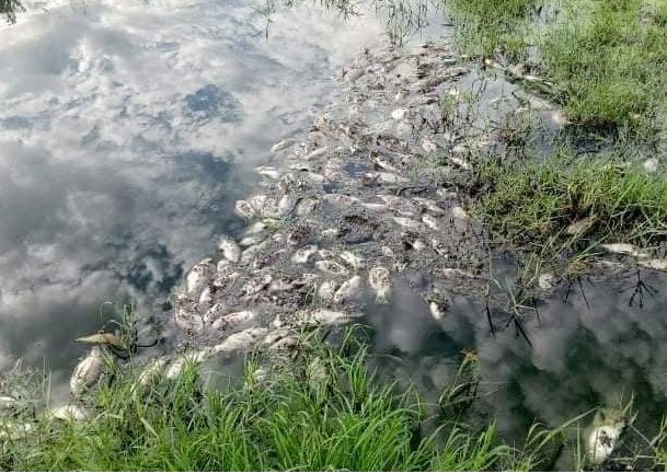 Cá chết tại KHCN Phong Điền