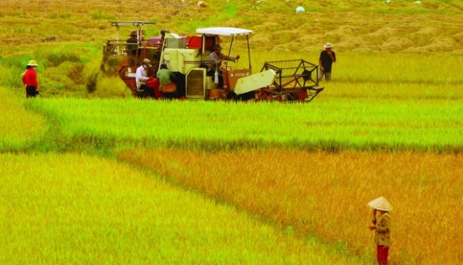 Chính phủ yêu cầu kiểm soát việc chuyển đổi đất lúa làm khu công nghiệp