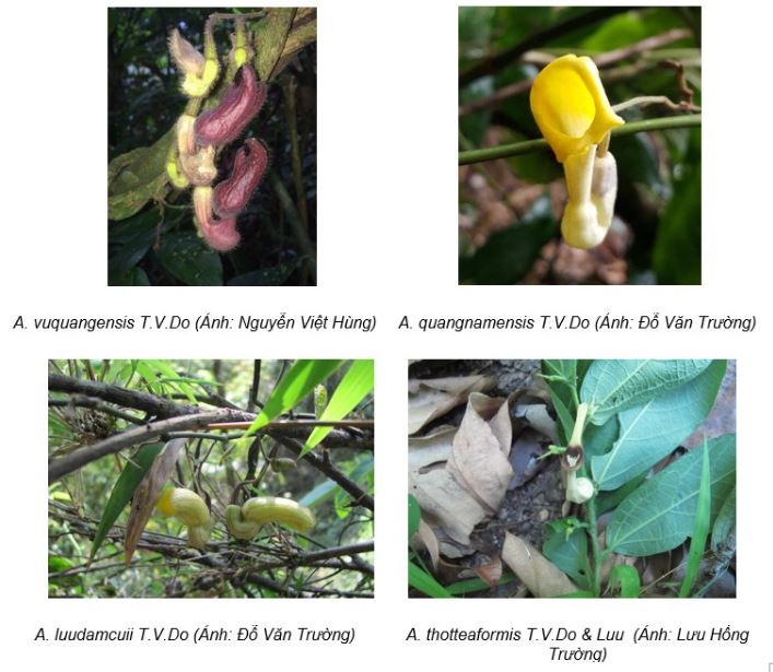 4 loài Mộc hương mới được phát hiện tại Việt Nam