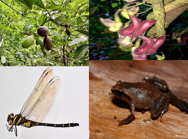 4 loài động, thực vật mới tại Vườn Quốc gia Vũ Quang