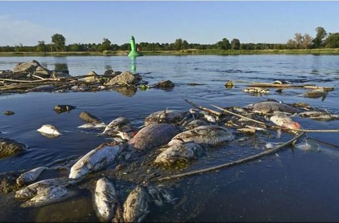 Cá chết nổi ở vùng nước nông của sông Oder ở biên giới Đức-Ba Lan. (Nguồn: DPA)