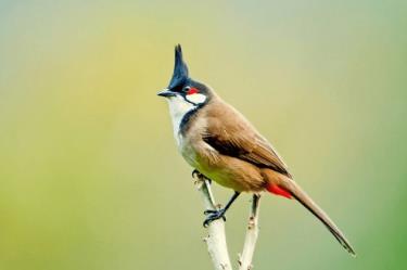 Sự nóng lên toàn cầu làm các loài chim ngày càng nhỏ đi