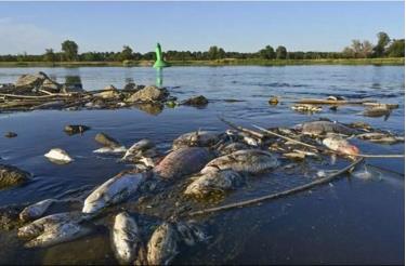 Cá chết nổi ở vùng nước nông của sông Oder ở biên giới Đức-Ba Lan. (Nguồn: DPA)